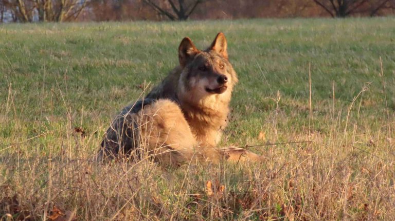 Großhennersdorf: Wolfswelpe gefangen und besendert