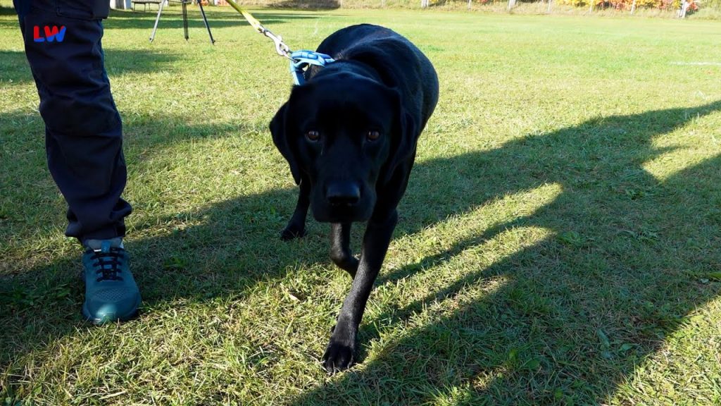 Hoyerswerda: Tierisches vom Hundesport