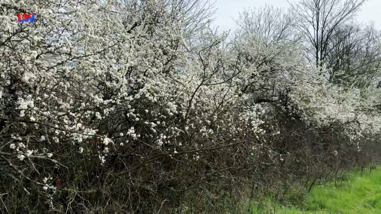 natürlich Lausitz: Der Schlehdorn