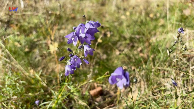 natürlich Lausitz: Die rundblättrige Glockenblume