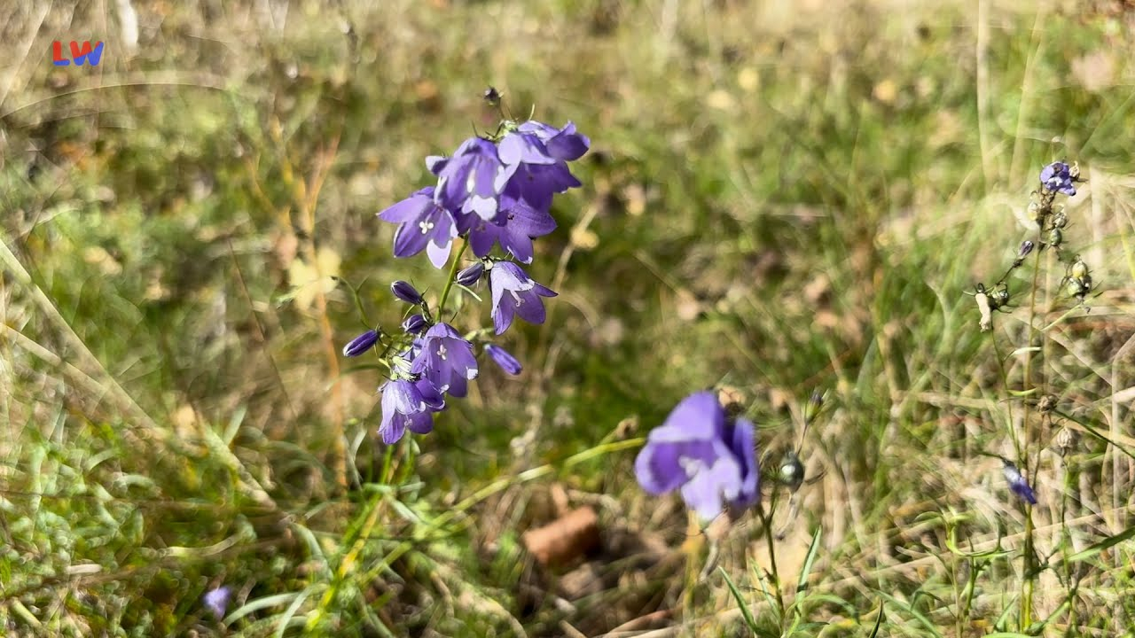 natürlich Lausitz: Die rundblättrige Glockenblume