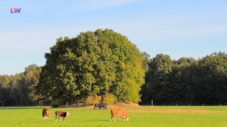 Radibor OT Brohna: Schanze soll untersucht werden