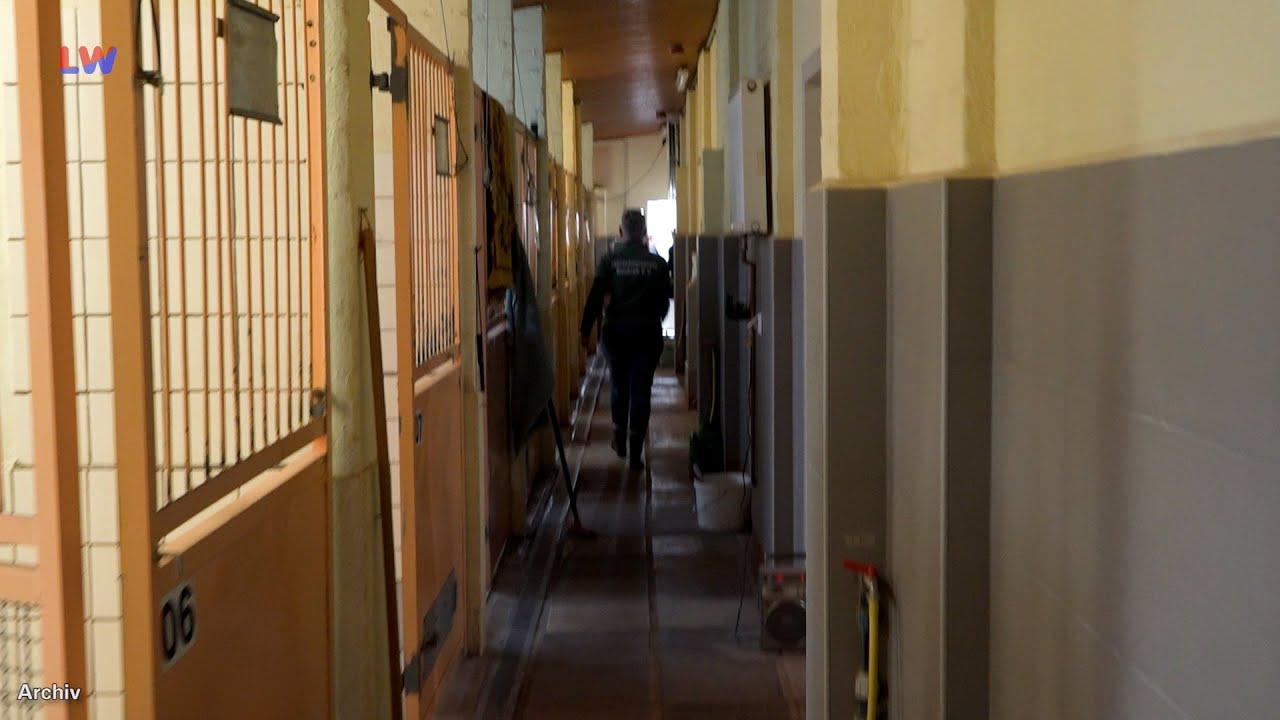 Sachsen: Mehr Unterstützung für Tierheime