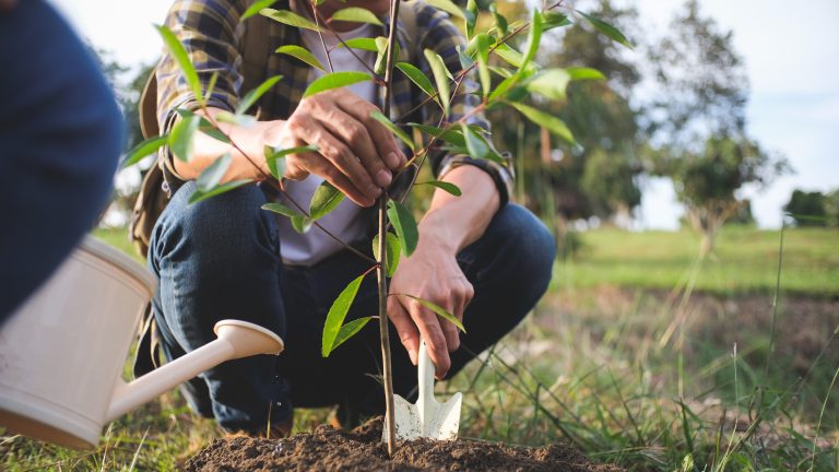 Görlitz: Neue Bäume für die Stadt
