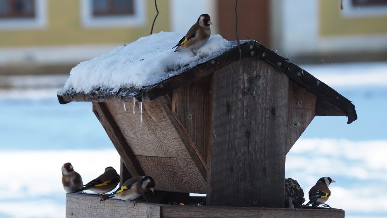 Lausitz: Vögel im Winter richtig versorgen