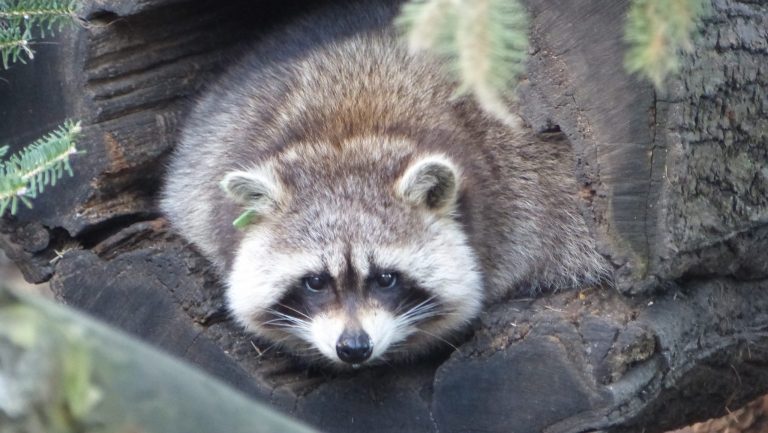 Bautzen: Waschbären bringen Hausbesitzer zur Weißglut