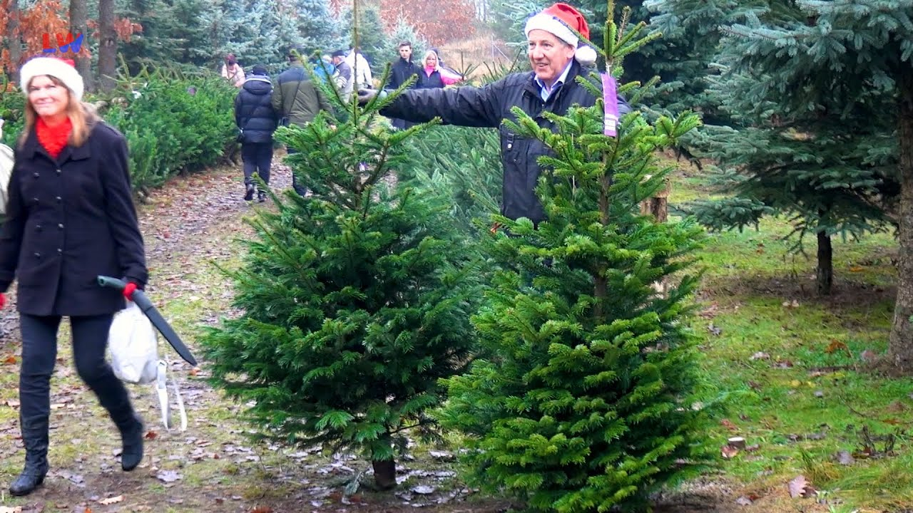 Hoyerswerda: Oh Tannenbaum
