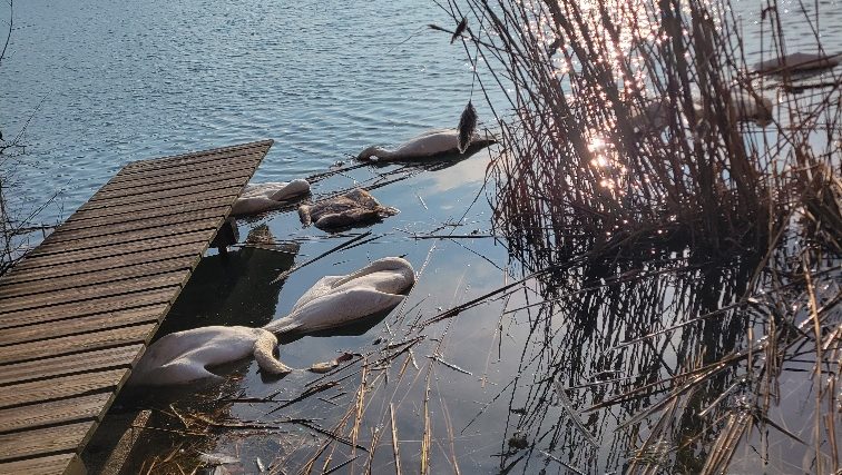 Malschwitz: 83 tote Schwäne am Olbasee