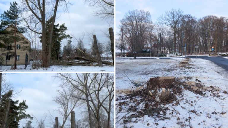 Niesky: Baumfällung in der Rosenstraße