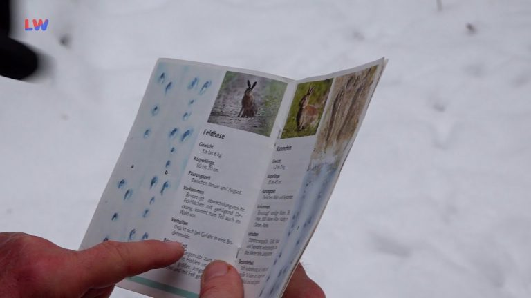 Hosena: Tierische Spuren im Schnee