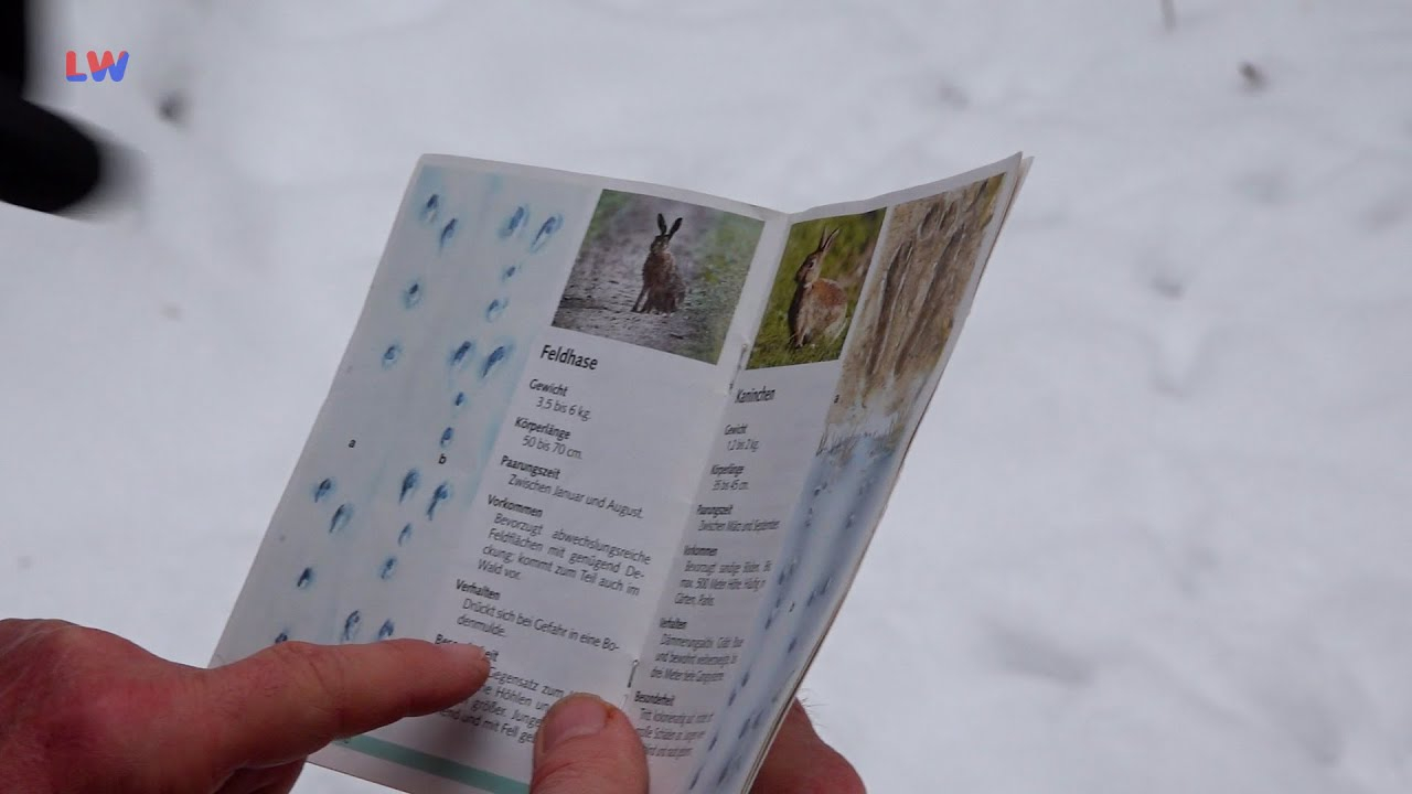 Hosena: Tierische Spuren im Schnee