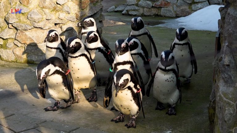 Hoyerswerda: Gezählt, gewogen, geprüft – Inventur im Zoo