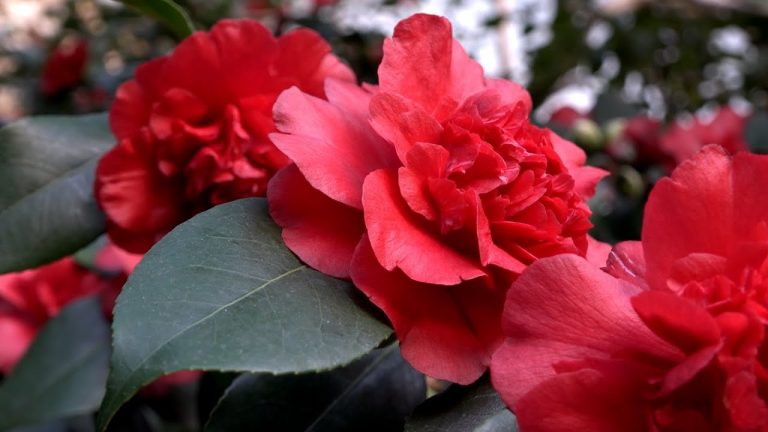 Königsbrück: 27. Kamelienblüte gestartet