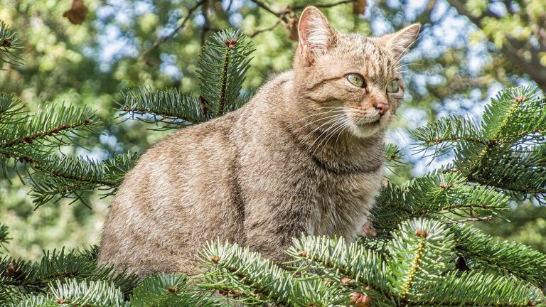 Königsbrück: Wildkatzen-Monitoring startet in die zweite Runde