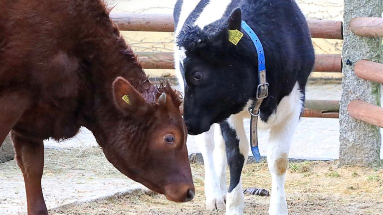 Görlitz: Zweimal mehr Muh