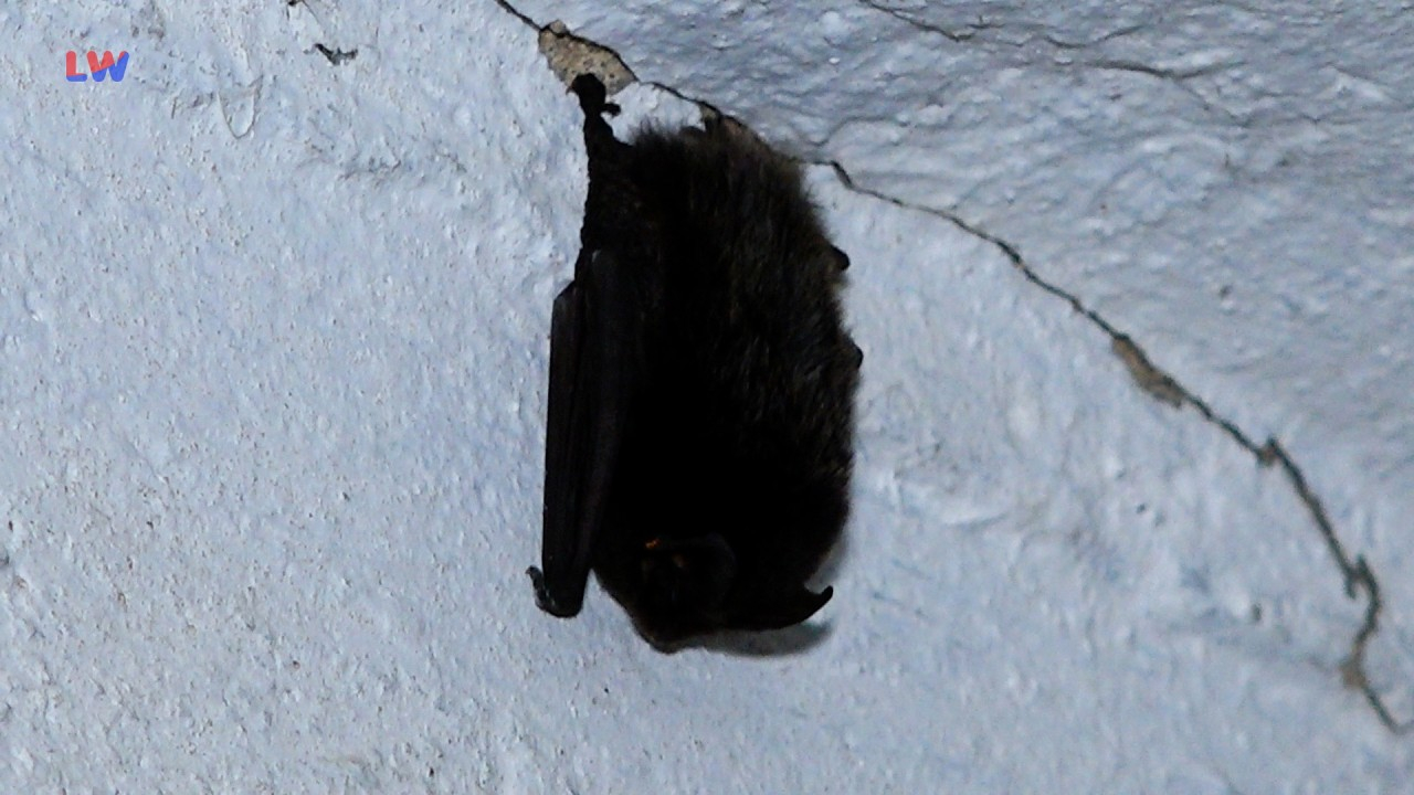 Hohenleipisch: Tierisches von der Fledermaus