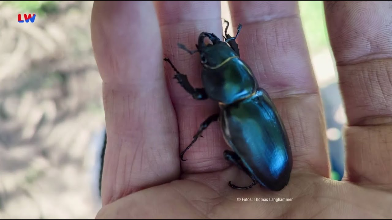 natürlich Lausitz: Der Hirschkäfer