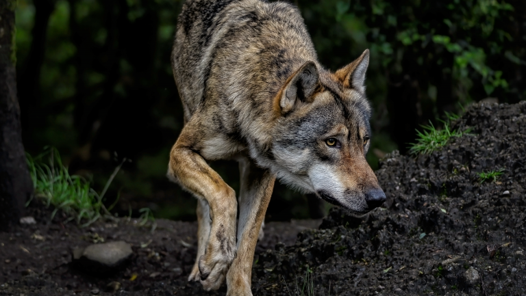 Lausitz: Bundestag beschließt neues Wolfsmanagement
