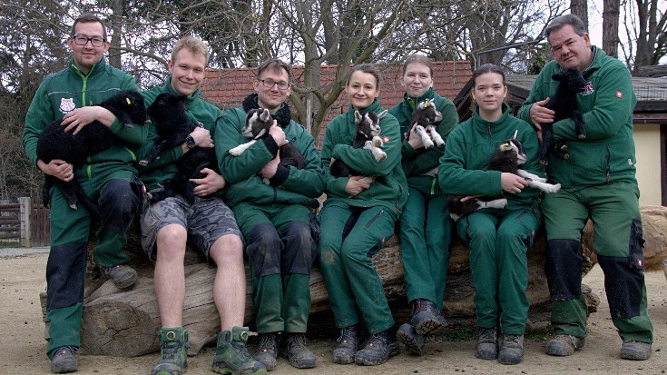 Görlitz: Erste Frühlingslämmer im Tierpark geboren