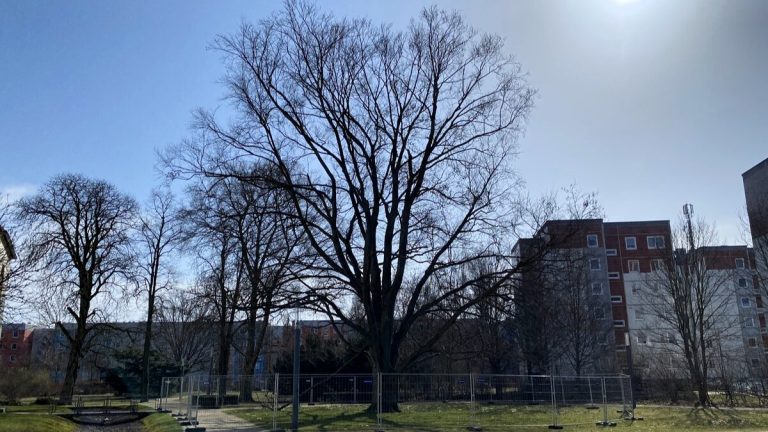 Finsterwalde: Rotbuche im Schlosspark wird gefällt
