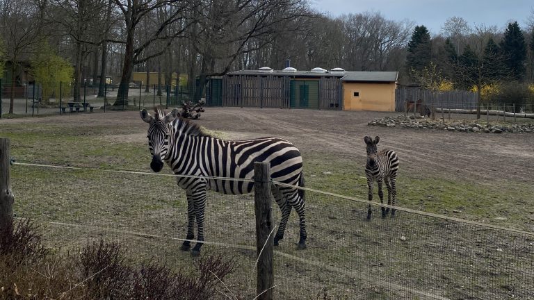 Finsterwalde: Zebra-Nachwuchs im Tierpark