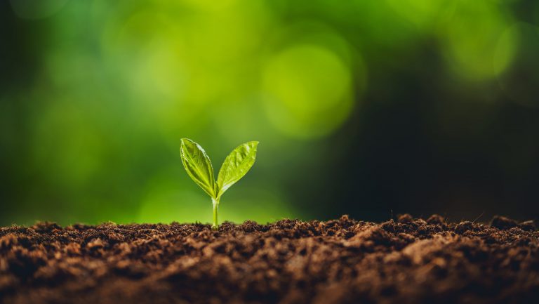 Zittau: Forstbetriebes lädt zur Pflanzaktion