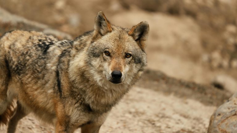 Spremberg: Hinweise zu Wölfen in der Stadt