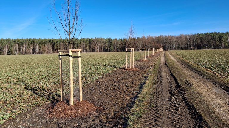 Großdubrau: Neue Bäume für Crosta, Jetscheba und Kauppa