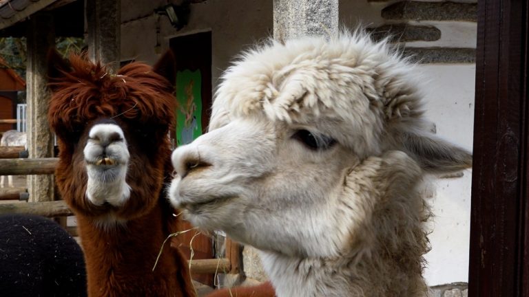 Bischofswerda: Tierpark-Leiterin Silvia Berger geht in den Ruhestand