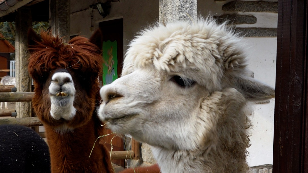Bischofswerda: Tierpark-Leiterin Silvia Berger geht in den Ruhestand