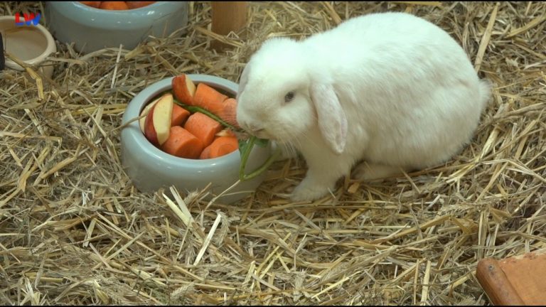 Hoyerswerda: Kaninchen ziehen ins Lausitz-Center ein