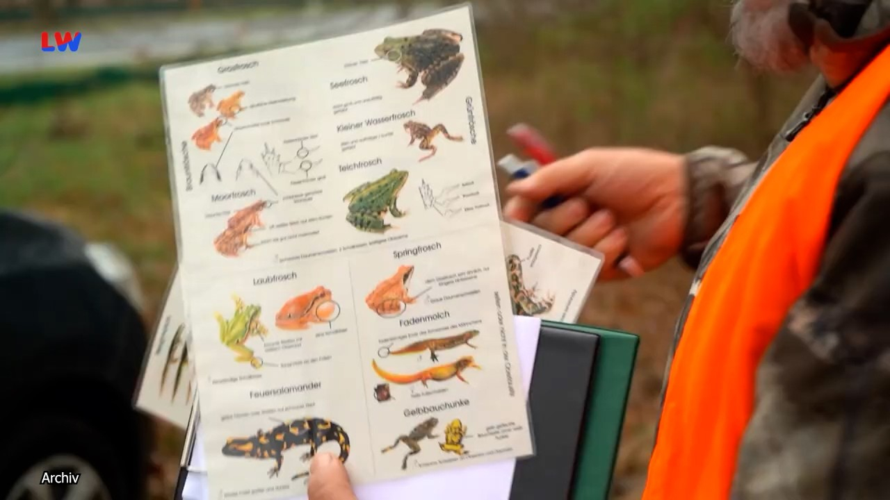 Lausitz: Amphibienwanderung hat begonnen