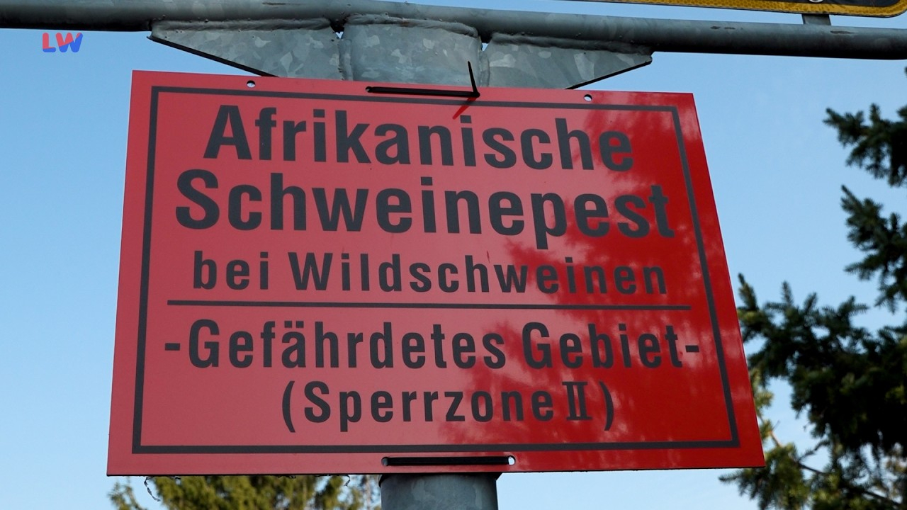 LK Bautzen: Landkreis wieder frei von Afrikanischer Schweinepest
