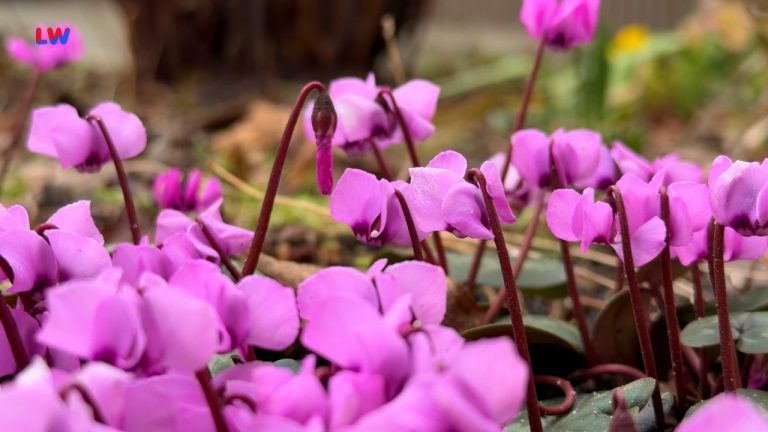 natürlich Lausitz: Das Frühlings-Alpenveilchen