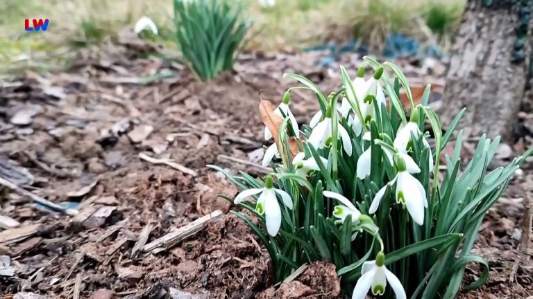 natürlich Lausitz: Das Schneeglöckchen