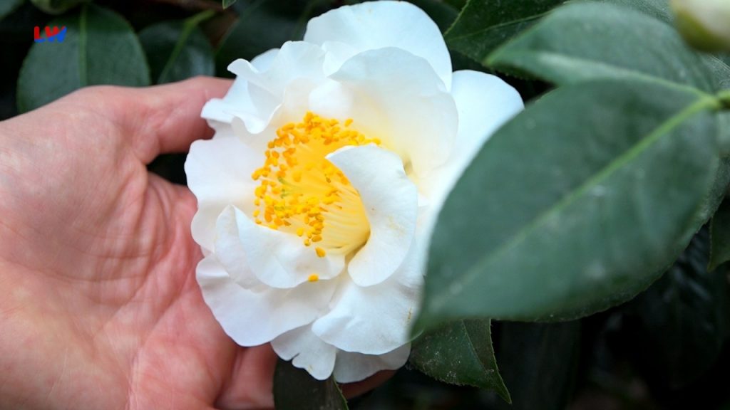 Radeberg: Frühlingsduft auch im Winter