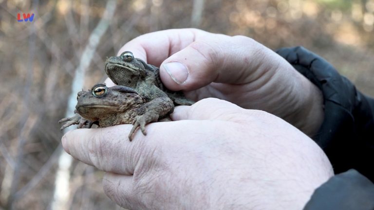 Spreetal OT Burgneudorf: Tierisches von der Erdkröte