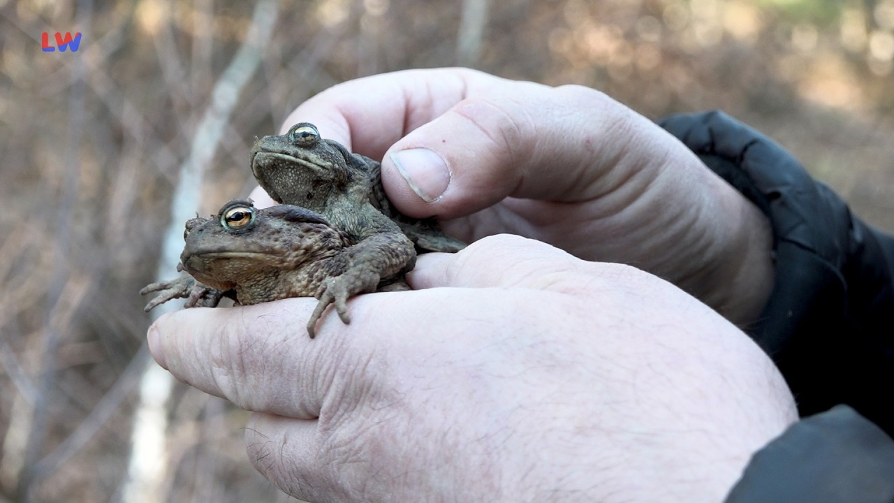 Spreetal OT Burgneudorf: Tierisches von der Erdkröte