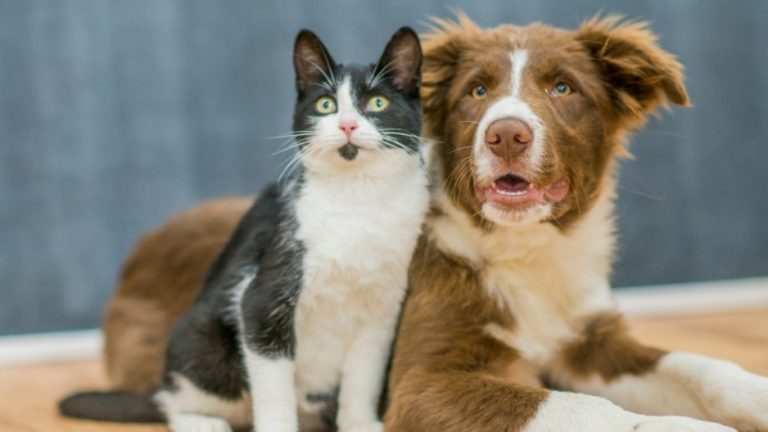 Herzberg/E.: Tierheimbau vorerst gestoppt 