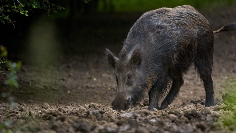 Landkreis Görlitz: Maßnahmen gegen Schweinepest laufen weiter