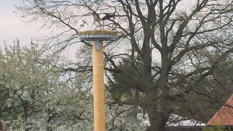 Malschwitz: Neue Storchennester errichtet