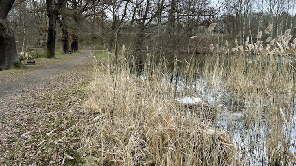 Bischofswerda: Schwanennest gesichert