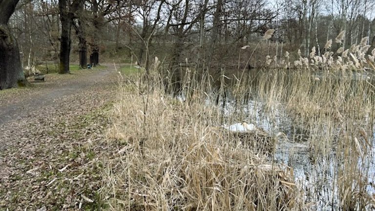 Bischofswerda: Schwanennest gesichert