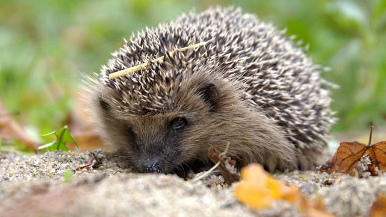 Lausitz: Tödliche Igelgefahr im Garten