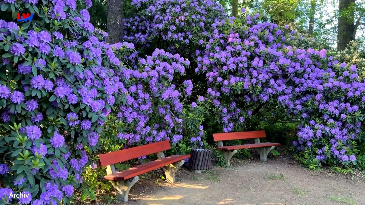 Kamenz: Bltenmeer auf dem Hutberg: Rhododendronblte ist gestartet  LAUSITZWELLE - Nachrichten fr Ostsachsen und Sdbrandenburg