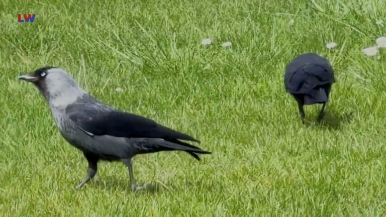 natürlich Lausitz: Die Dohle