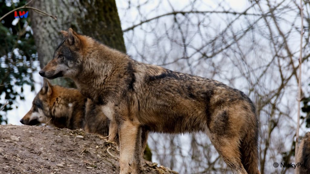Rietschen: Tierisches vom Wolf