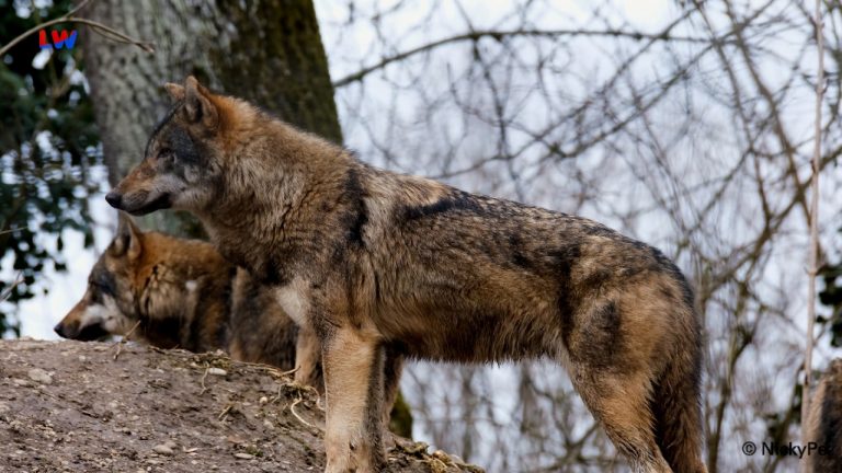 Rietschen: Tierisches vom Wolf