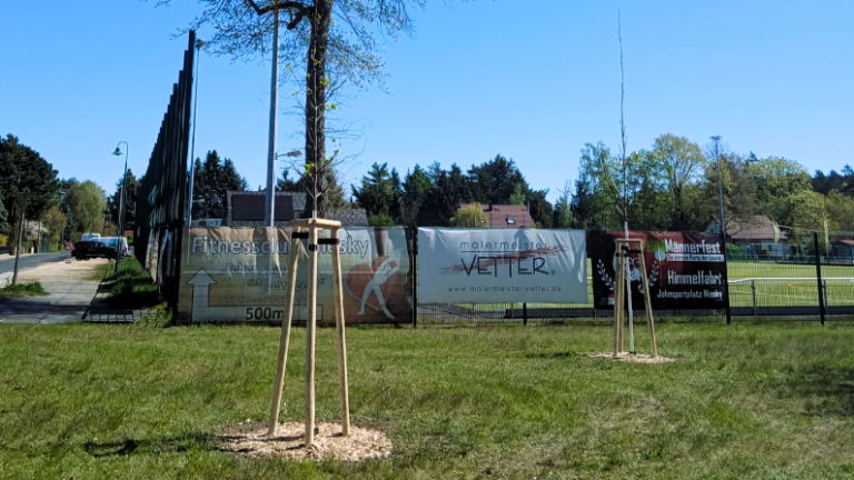 Niesky: 30 neue Bäume schmücken Stadtgebiet