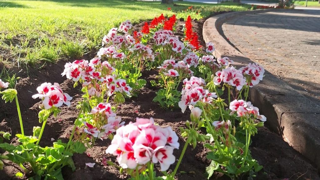 Niesky: Sommerbepflanzung auf dem Zinzendorfplatz gestartet